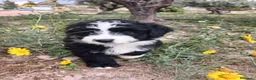 Perro de Agua Español perros en venta: 🐾 CACHORROS DE PERRO DE AGUA ESPAÑOL 🐾 - Anuncio 4