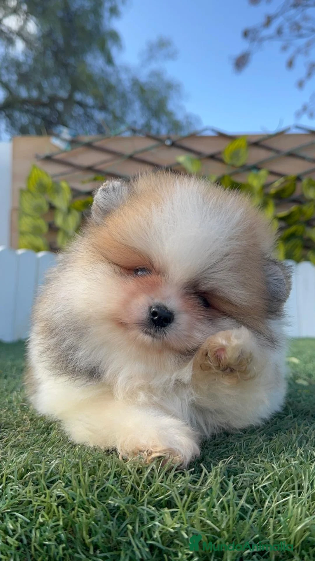 Pomerania perros en venta: POMERANIA MACHO - Anuncio 3