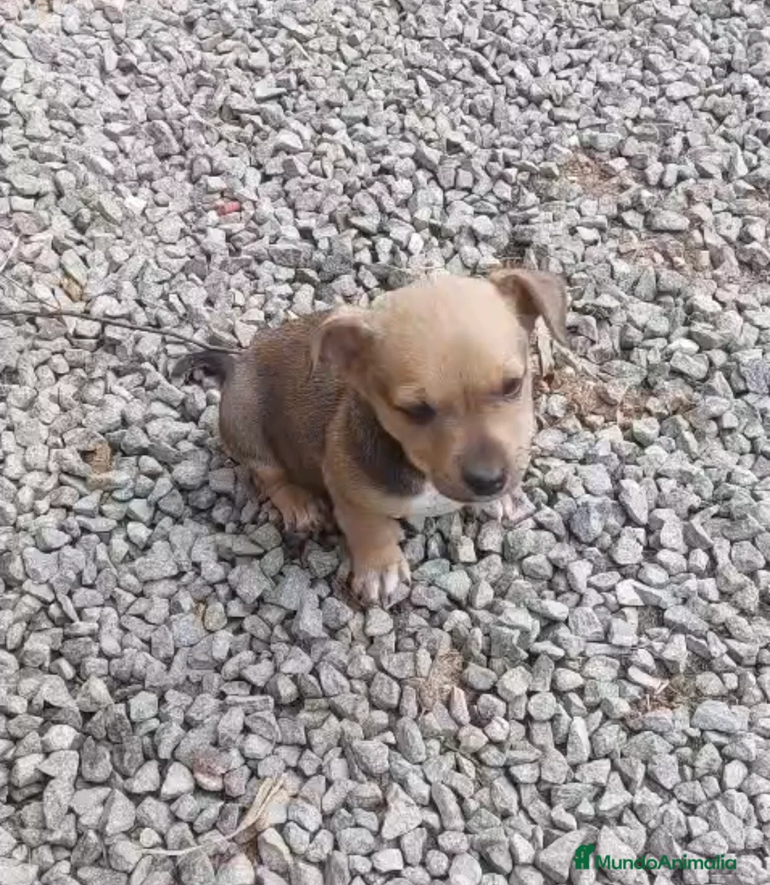 Raza Mixta perros en venta: Precioso cachorro (Leer bien anuncio ) - Anuncio 2