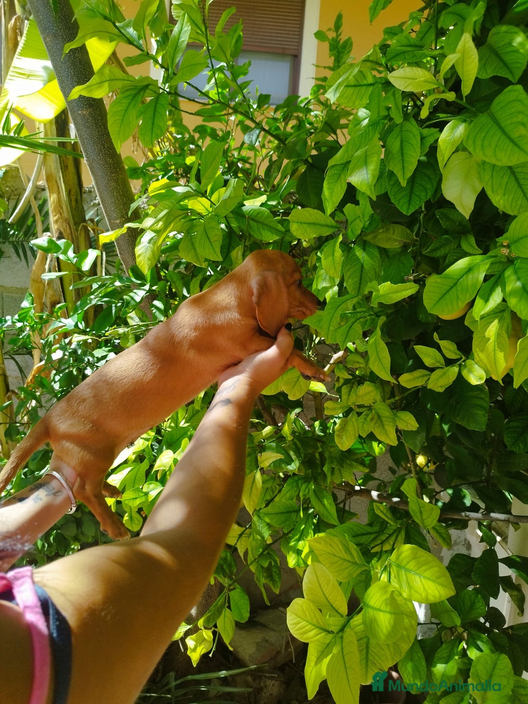 Teckel perros en venta: TECKEL CALIDAD Y SELECCIÓN  - Imagen 2