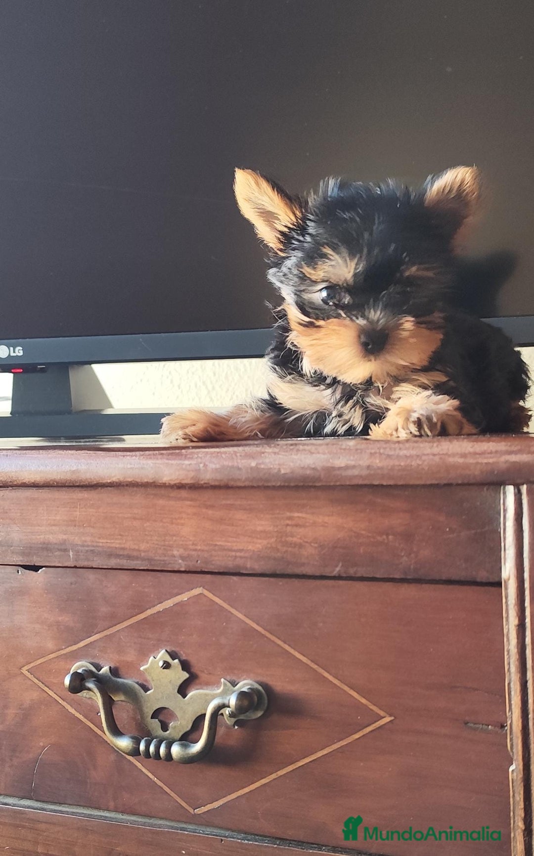 Yorkshire Terrier perros en venta: Yorkshire terrier  - Anuncio 2