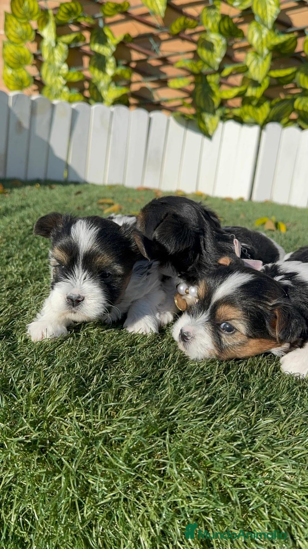 Yorkshire Terrier perros en venta: YORKSHIRE TERRIER BIEWER - Anuncio 4