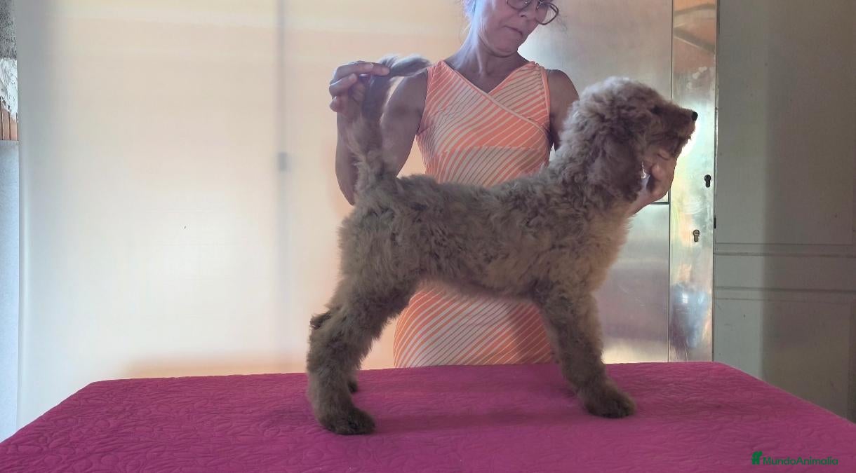 Caniche Gigante perros Caniche gigante  - Anuncio 1