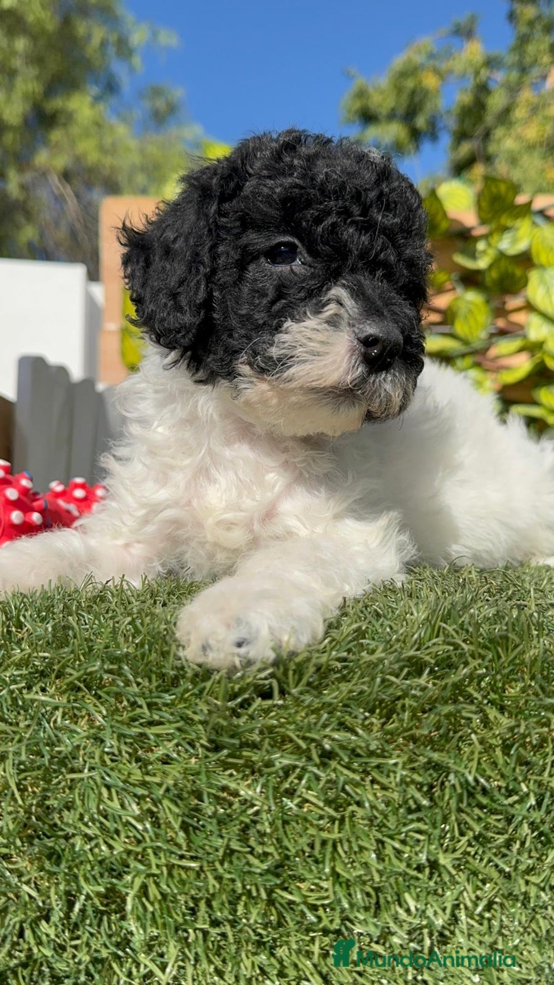 Perro de Agua Español perros en venta: PERRO DE AGUA HEMBRA - Imagen 9