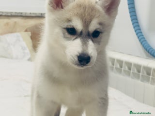 Husky Siberiano perros Preciosa camada husky siberiano - Anuncio 1