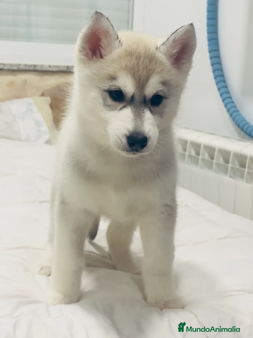 Husky Siberiano perros en venta: Preciosa camada husky siberiano - Anuncio 2