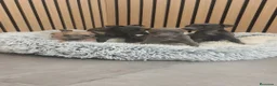 Pequeño Lebrel Italiano perros en venta: Pequeño Lebrel Italiano disponibles para octubre  - Anuncio 11