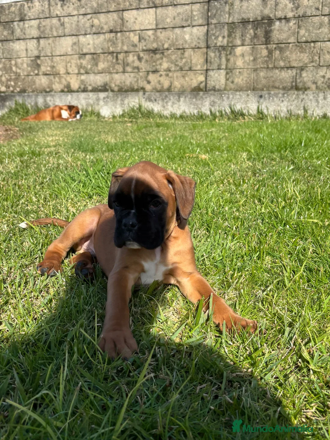 Boxer perros en venta: CACHORRO BOXER PONTEVEDRA - Anuncio 3