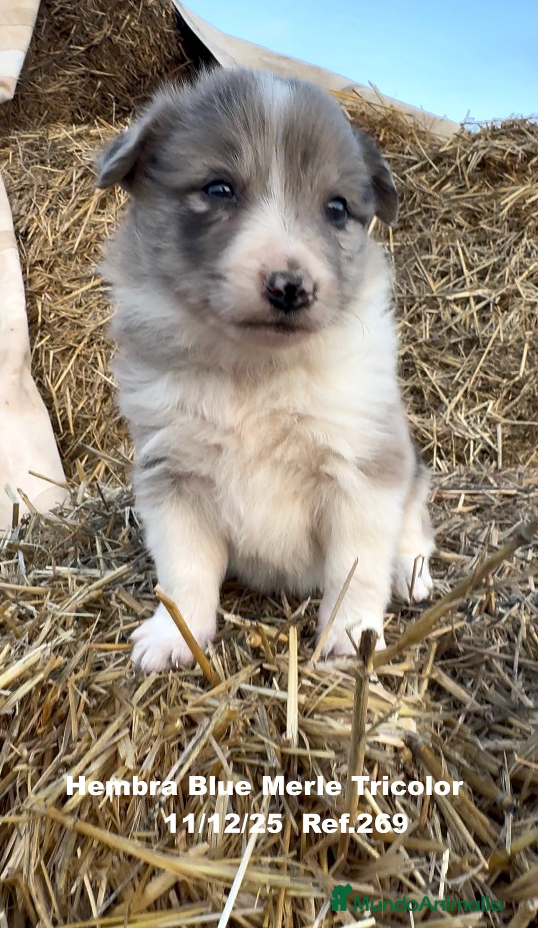 Border Collie perros en venta: Border Collie - Anuncio 4