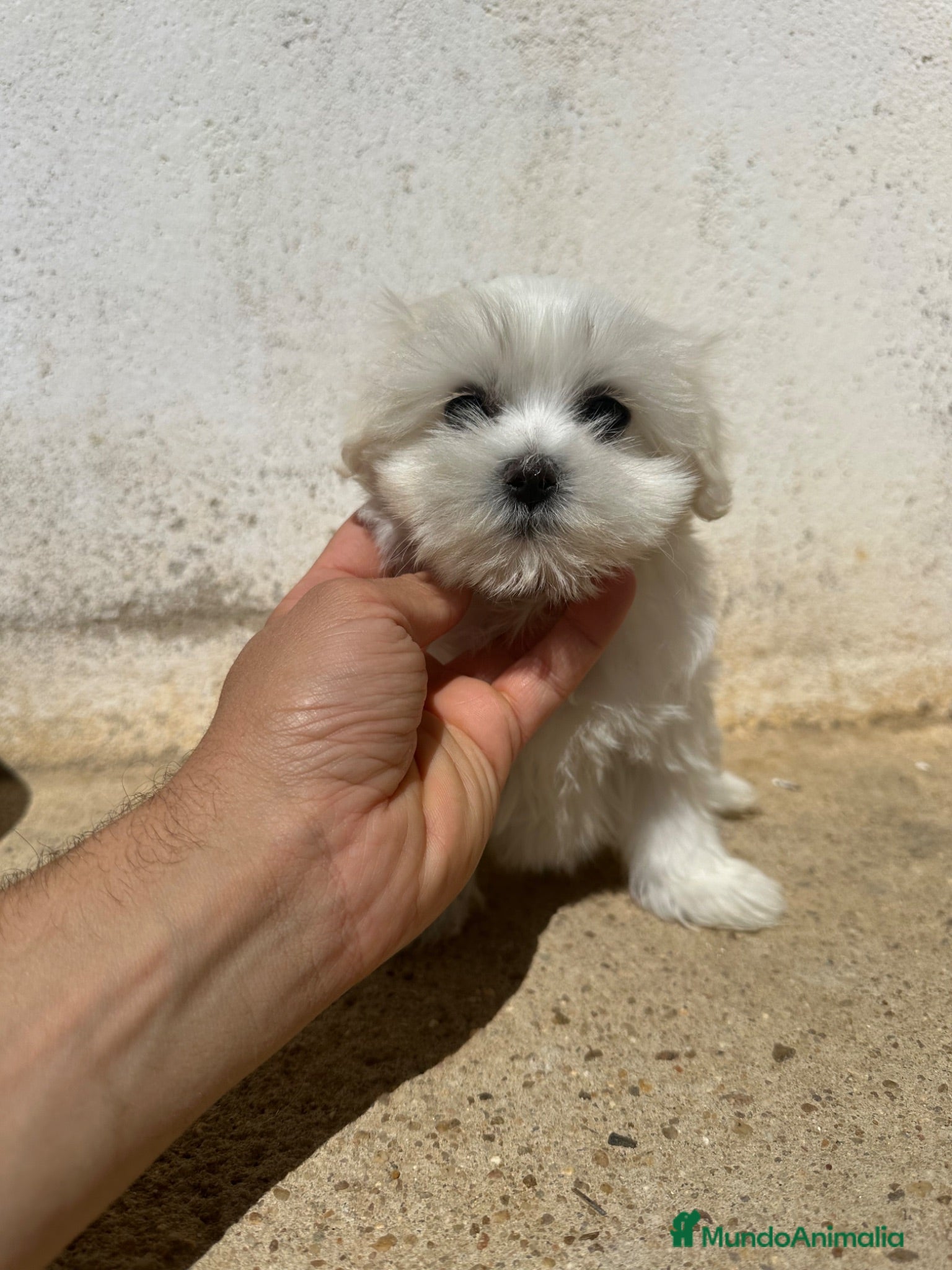 Bichón Maltés perros Preciosos malteses - Anuncio 1
