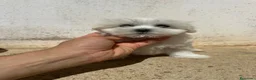Bichón Maltés perros en venta: Preciosos malteses - Anuncio 1