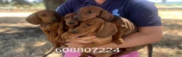 Teckel perros en venta: Cachorros Teckel Standard - Anuncio 3
