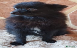 Pomerania perros en venta: POMERANIA SPITZ  - Imagen 5