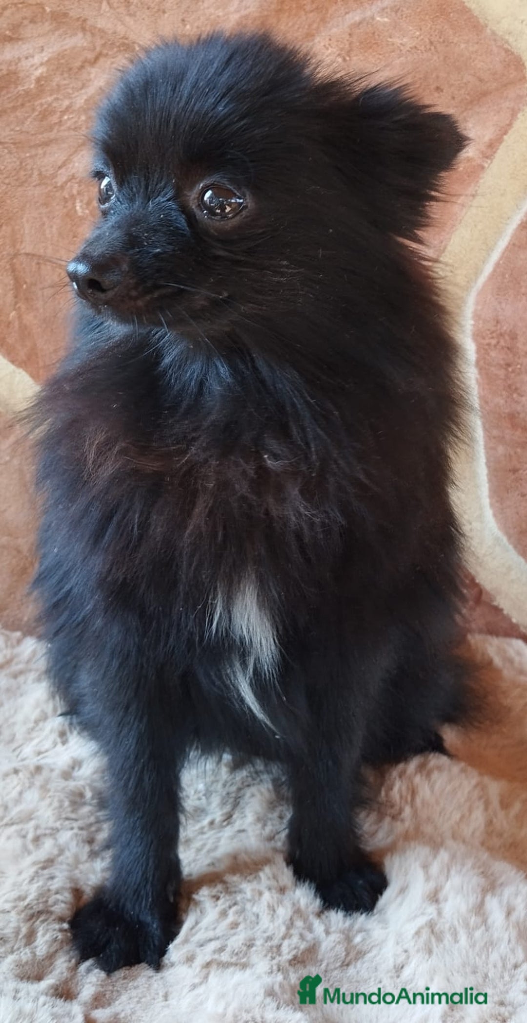 Pomerania perros en venta: POMERANIA SPITZ  - Imagen 5