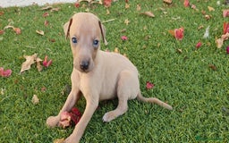 Pequeño Lebrel Italiano perros en venta: Galgo Enano Piccolo machitos - Imagen 4
