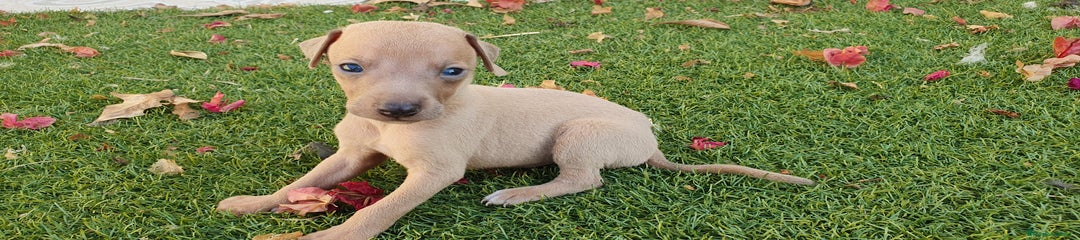 Pequeño Lebrel Italiano Cachorro 2