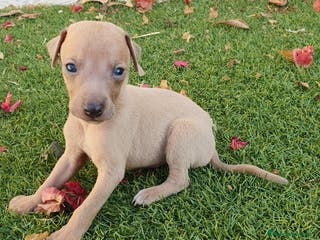 Pequeño Lebrel Italiano perros Galgo Enano Piccolo machitos - Anuncio 3