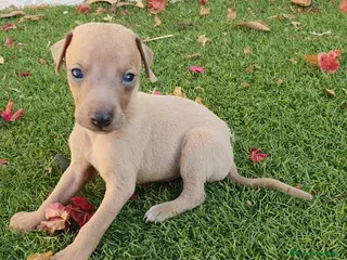 Pequeño Lebrel Italiano perros Galgo Enano Piccolo machitos - Anuncio 3