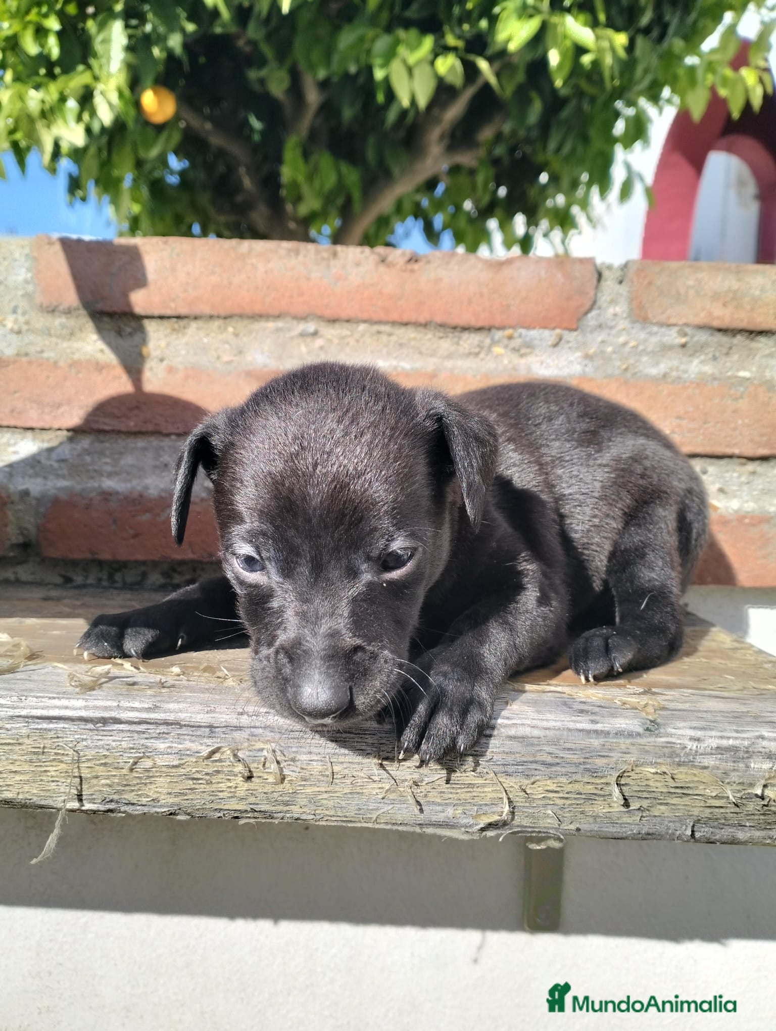 Whippet perros Whippet  - Anuncio 1