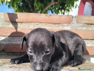 Whippet perros Whippet - Anuncio 1