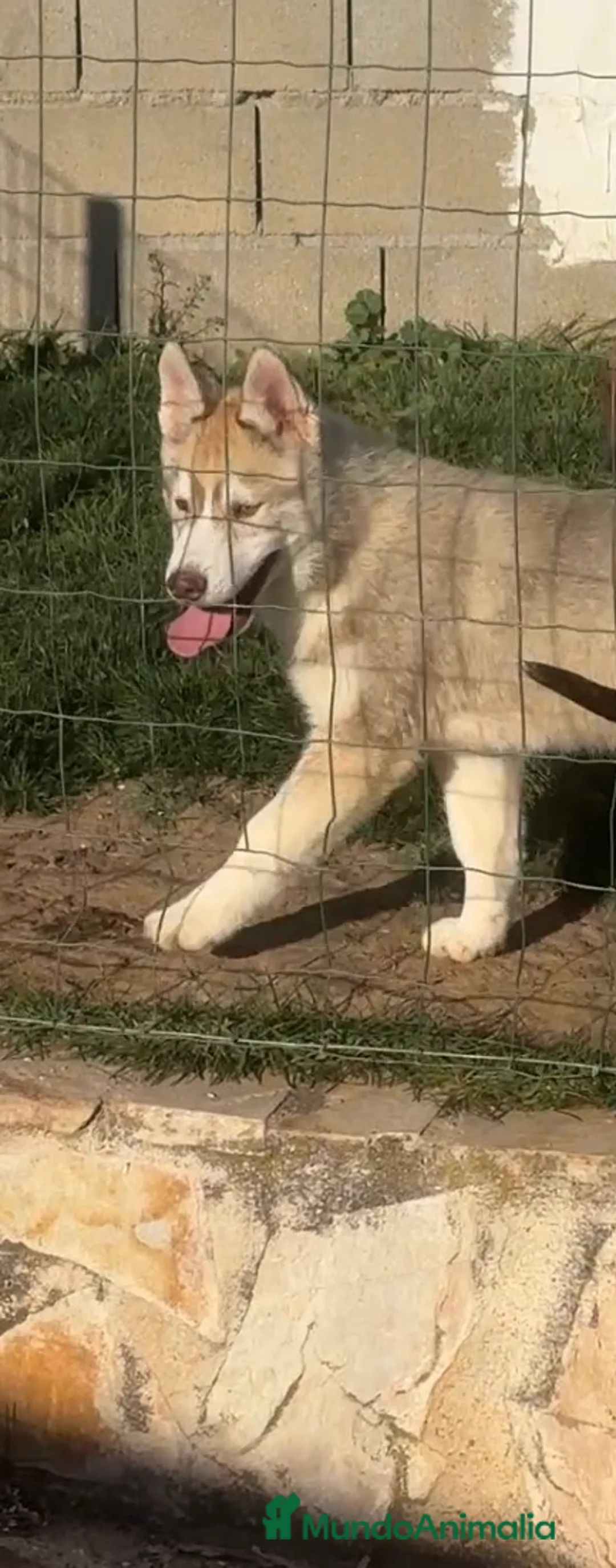 Husky Siberiano perros en venta: Cachorros de husky siberiano - Anuncio 4