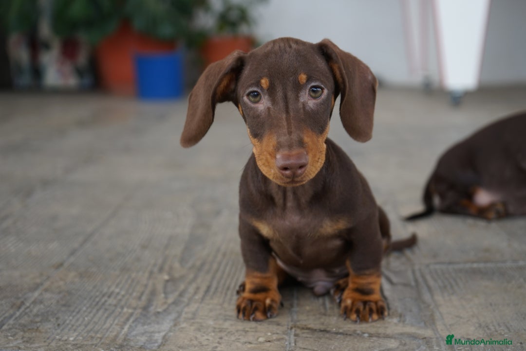 Teckel Miniatura perros en venta: 🐾 Bongo y Cacao – Teckel miniatura 🐾 - Imagen 7