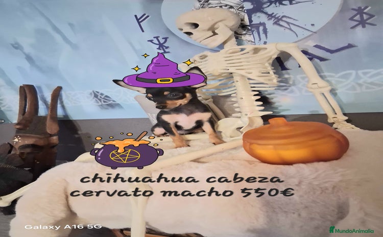 Chihuahua perros - Anuncio 8
