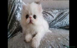 Persa gatos en venta: Gatitos Persa  - Imagen 1
