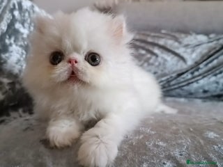 Persa gatos - Anuncio 6