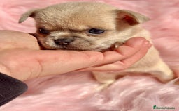 Chihuahua perros en venta: CHIHUAHUA TOY EXÓTICOS  - Anuncio 5