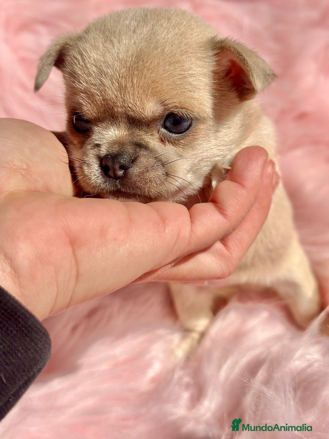 Chihuahua perros en venta: CHIHUAHUA TOY EXÓTICOS  - Anuncio 5