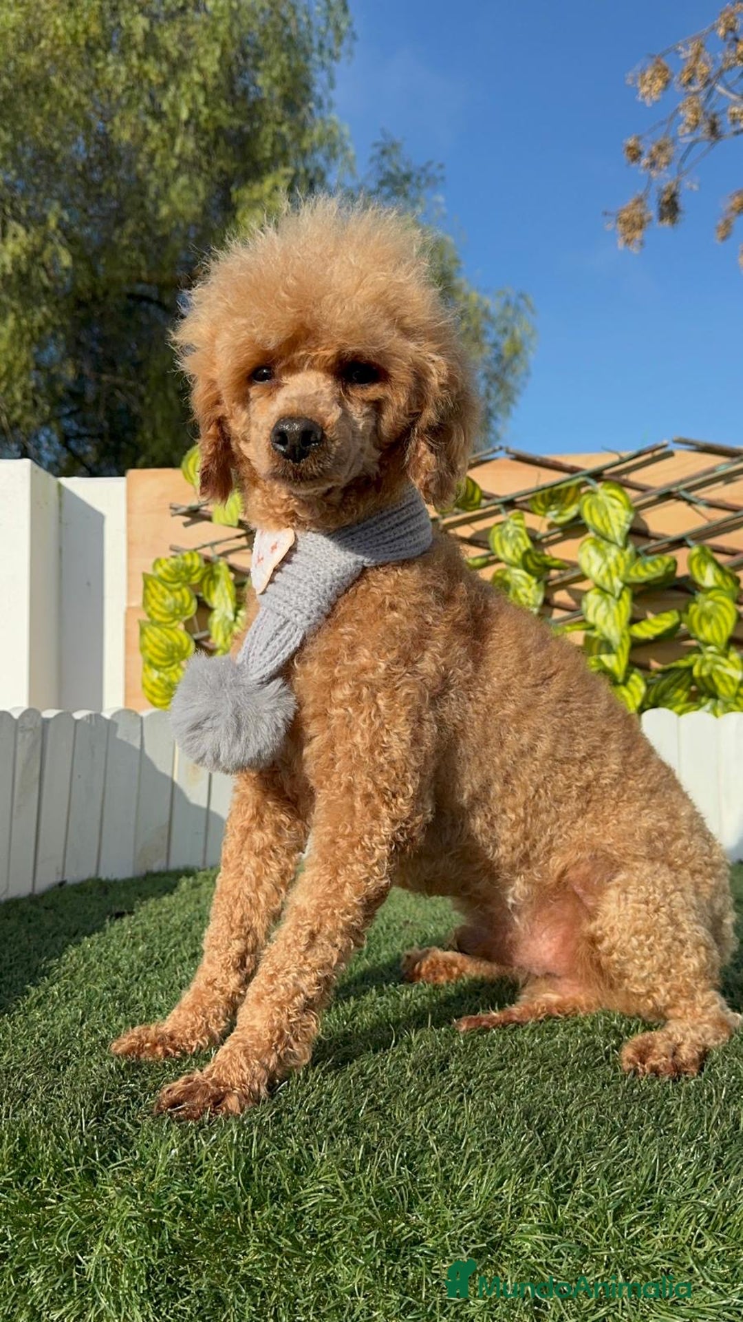 Caniche Enano perros en venta: CANICHE - Anuncio 4