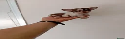 Chihuahua perros en venta: PRECIOSOS CHIHUAHUA RUSO Y ASIÁTICO - Anuncio 15