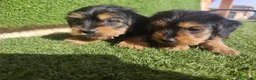 Yorkshire Terrier perros en venta: Cachorros Yorkshire terrier en Zaragoza - Anuncio 10