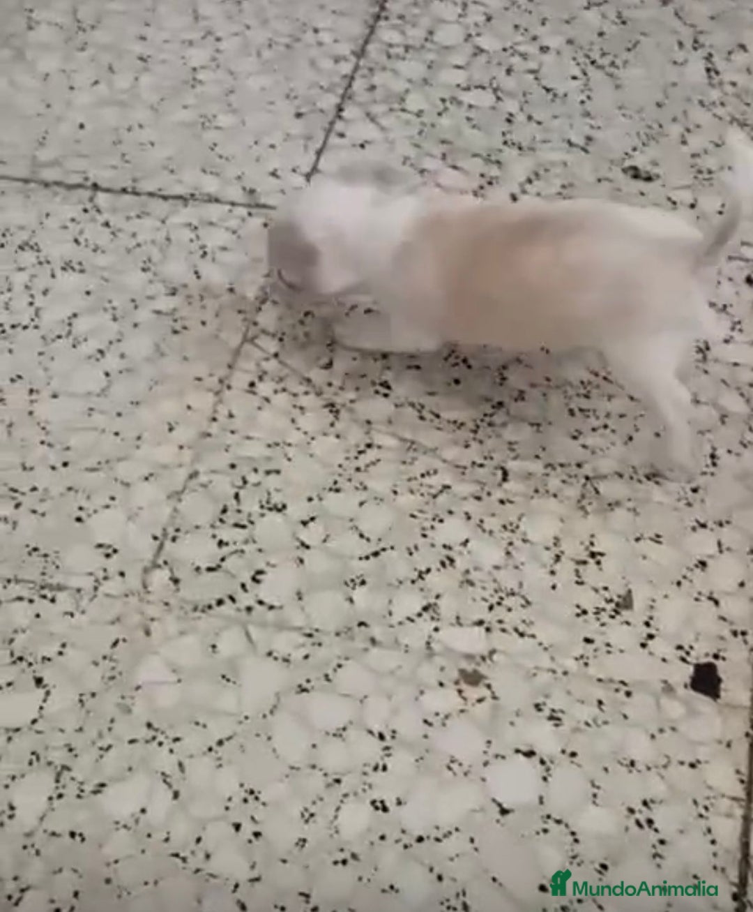 Chihuahua perros en venta: Exclusivos chihuahuas mini toy - Imagen 10