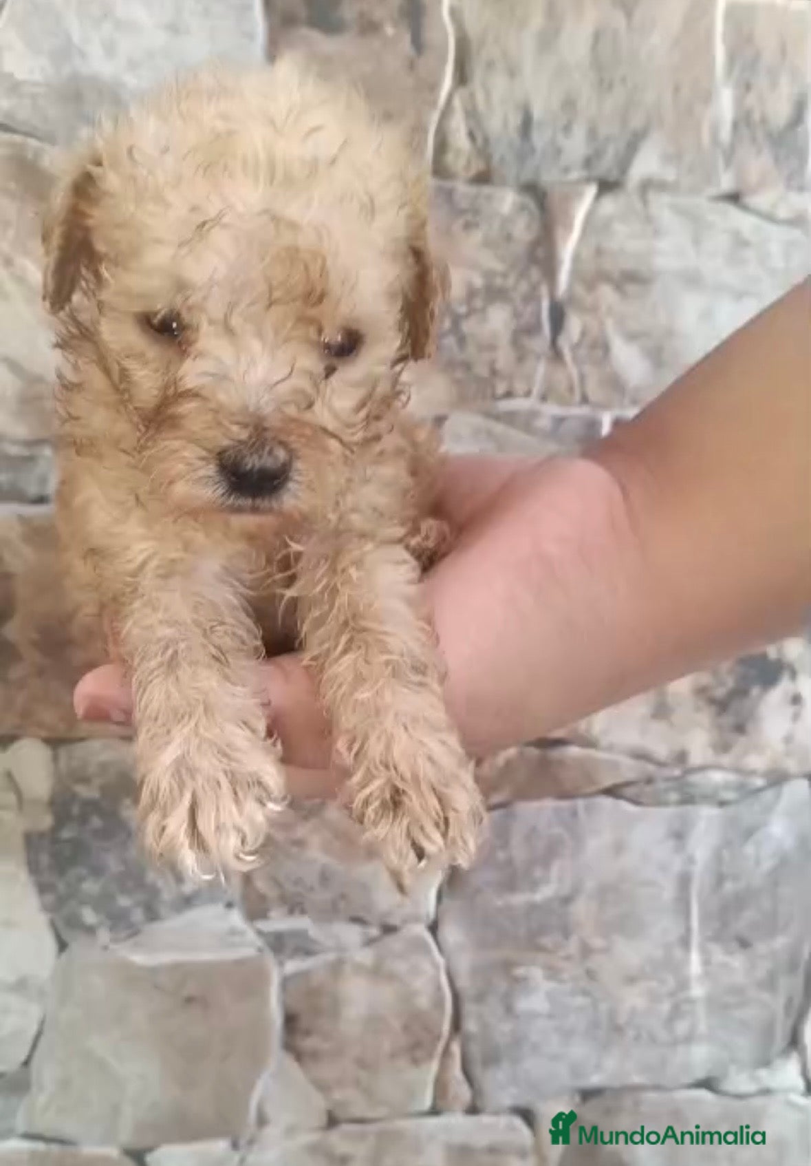 Caniche Toy perros Caniche Toy macho apricot🐶🐾🔥 - Anuncio 3
