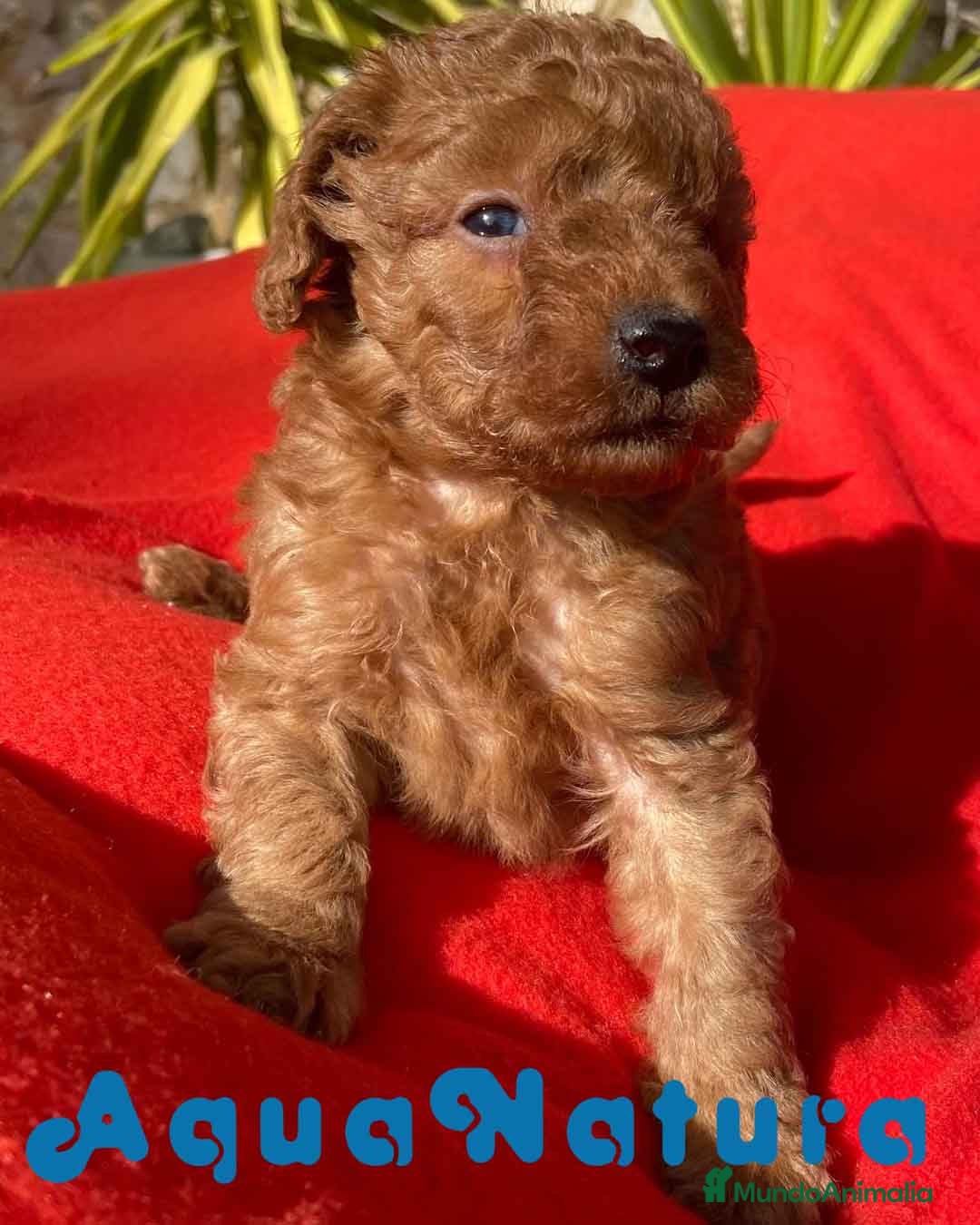 Caniche Toy perros Caniche Macho 7352 de Camila - AQUANATURA en Barcelona - Anuncio 36