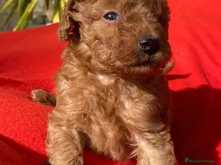 Caniche Toy perros Caniche Macho 7352 de Camila - AQUANATURA en Barcelona - Anuncio 5