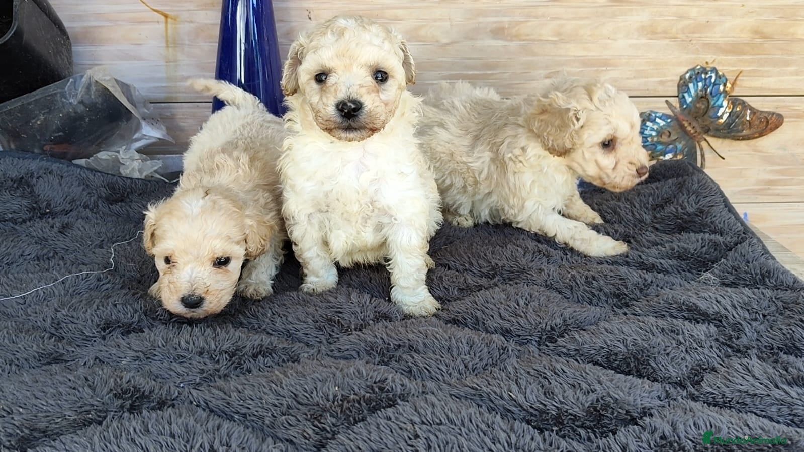 Caniche Toy perros Caniches toy  - Anuncio 8
