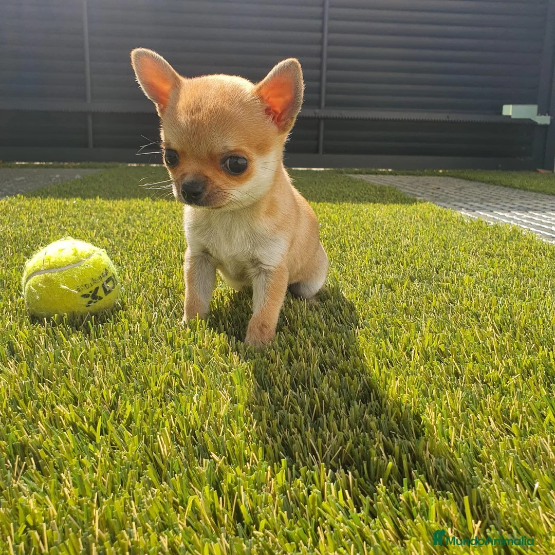 Chihuahua perros en venta: Chihuahua mini - Anuncio 6