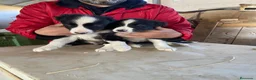 Border Collie perros en venta: CACHORROS DE BORDER COLLIE - Anuncio 3