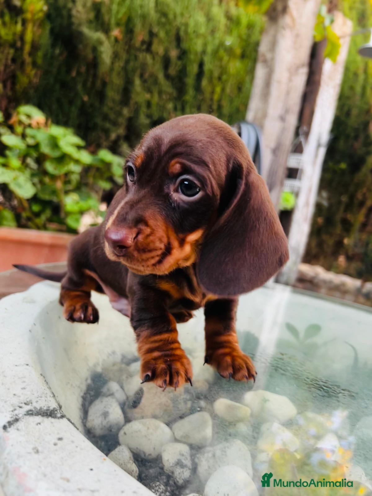 Teckel Miniatura perros Teckel mini Kaninchen Campeón del Mundo - Anuncio 17