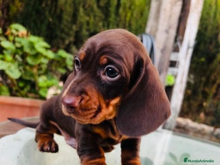 Teckel Miniatura perros Teckel mini Toy Campeón del Mundo - Anuncio 1