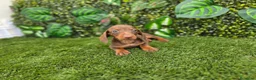 Teckel Miniatura perros en venta: TECKEL MINI & KANNINCHEN CHOCOLATE - Anuncio 3