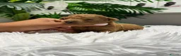 Caniche Toy perros en venta: CANICHE HEMBRA - Anuncio 1