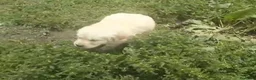 Golden Retriever perros en venta: Golden retriever  - Anuncio 5