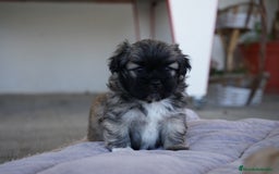 Maltipoo perros en venta: 🐾 Maxi y Boom – Maltipoo marrones con encanto  - Imagen 7