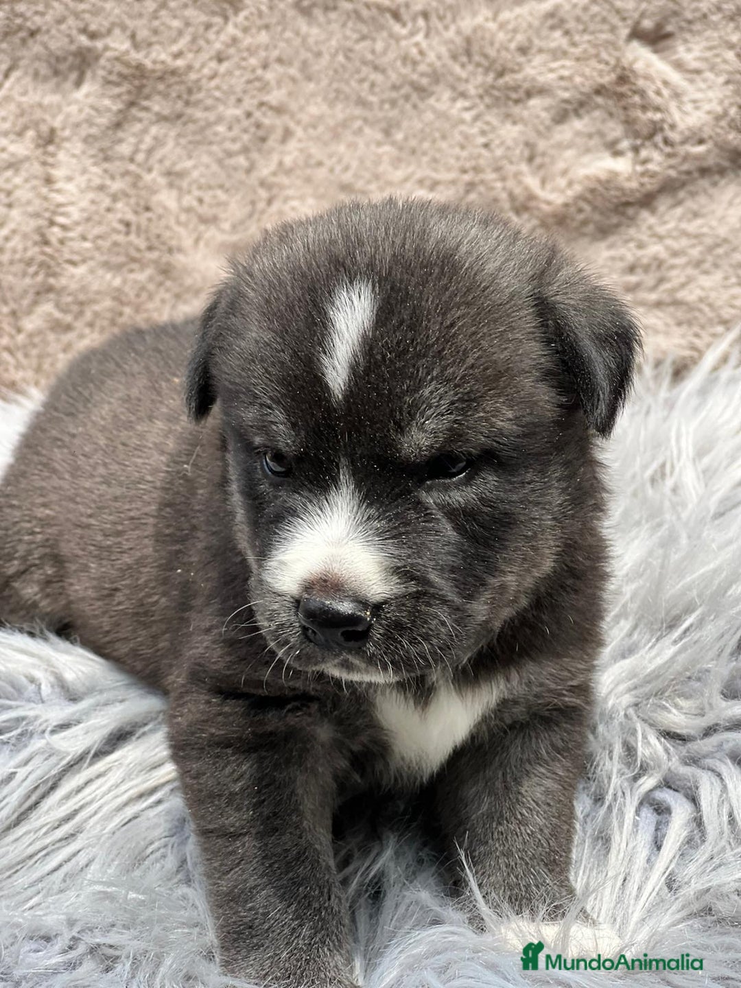 Otras razas perros en venta: Golden con Husky - Imagen 4