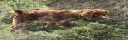 Épagneul Breton perros en venta: Epagneul bretón  - Anuncio 15