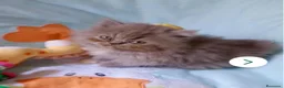 Persa gatos en venta: Gatitos persa himalayo  - Anuncio 10